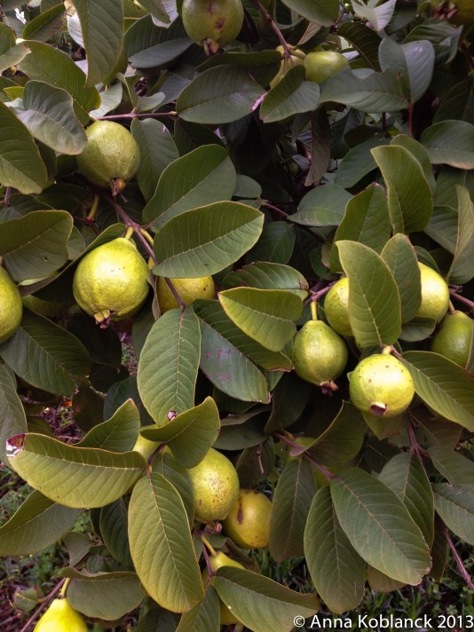 guavatree1